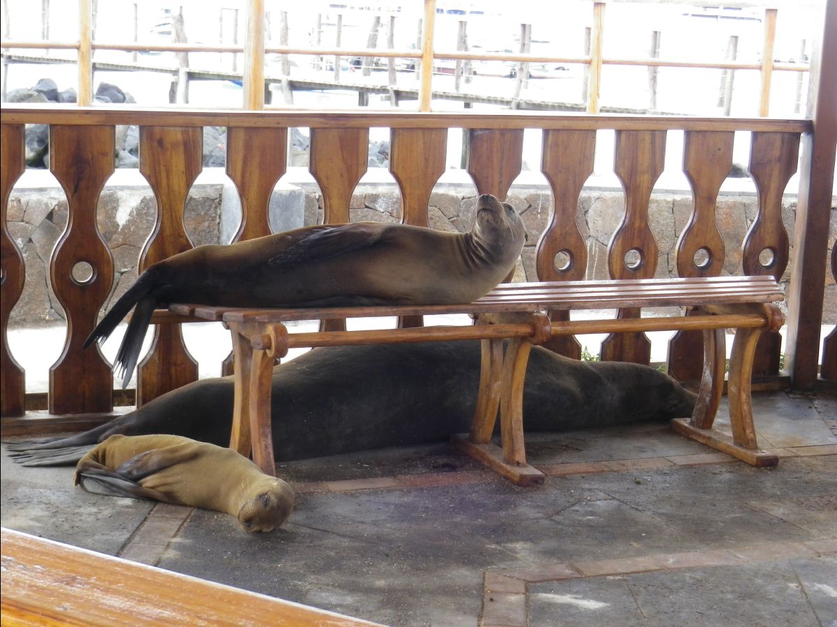 Sea Lions102